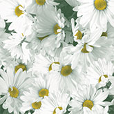 Daisy Field Tissue